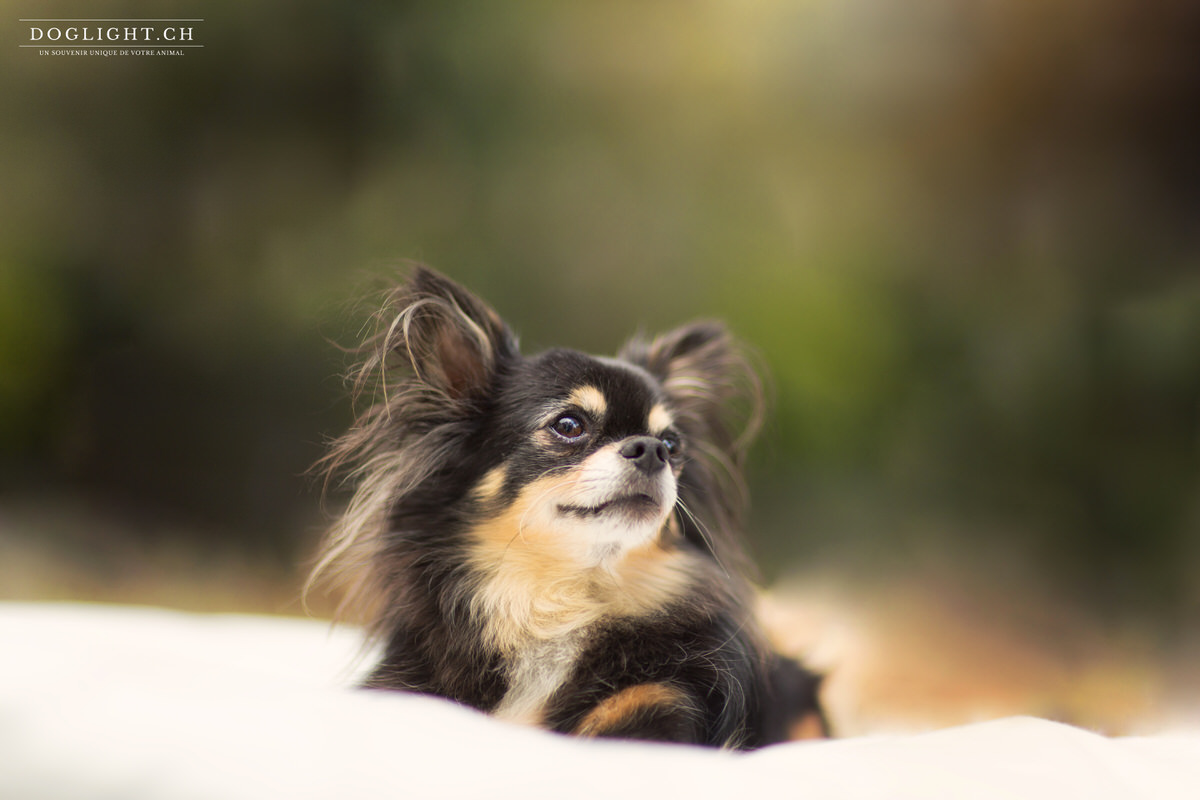 Photo chihuahua après retouche