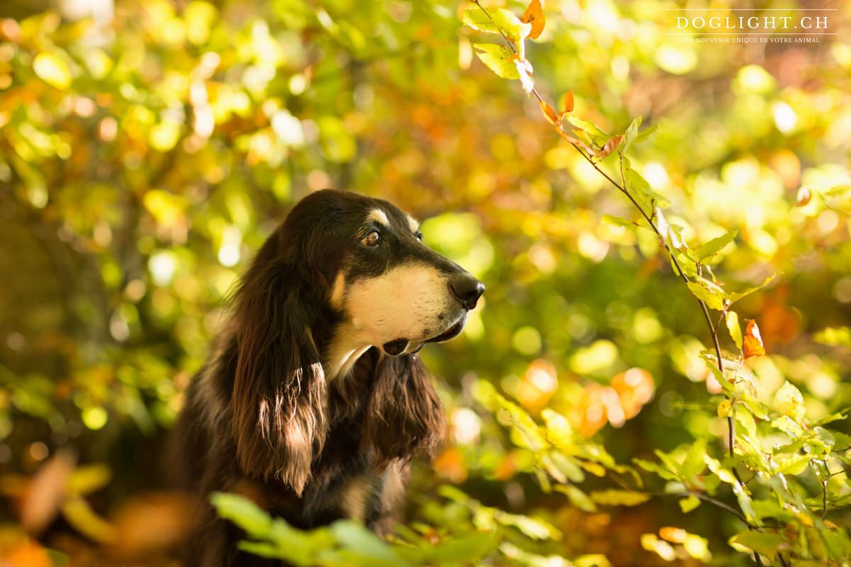 Photographie chien de chasse fribourg