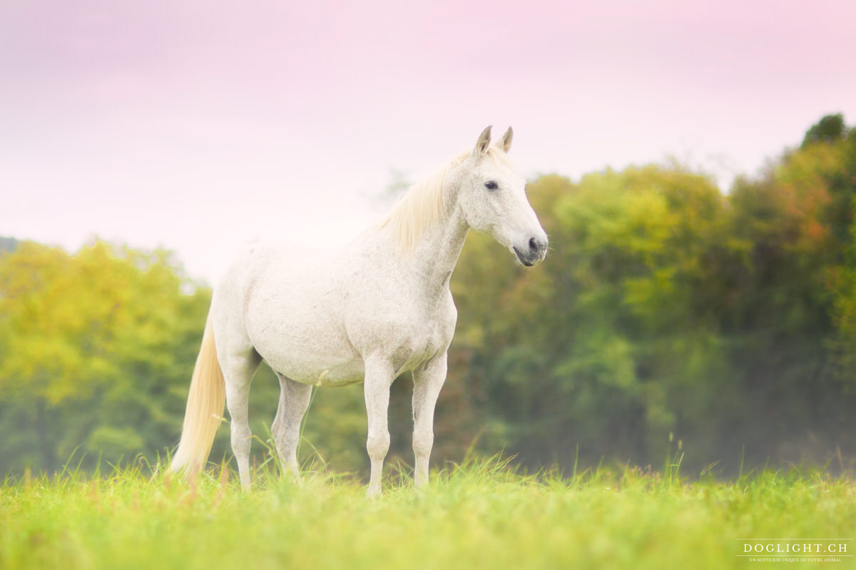 Photo cheval blanc douceur féérique