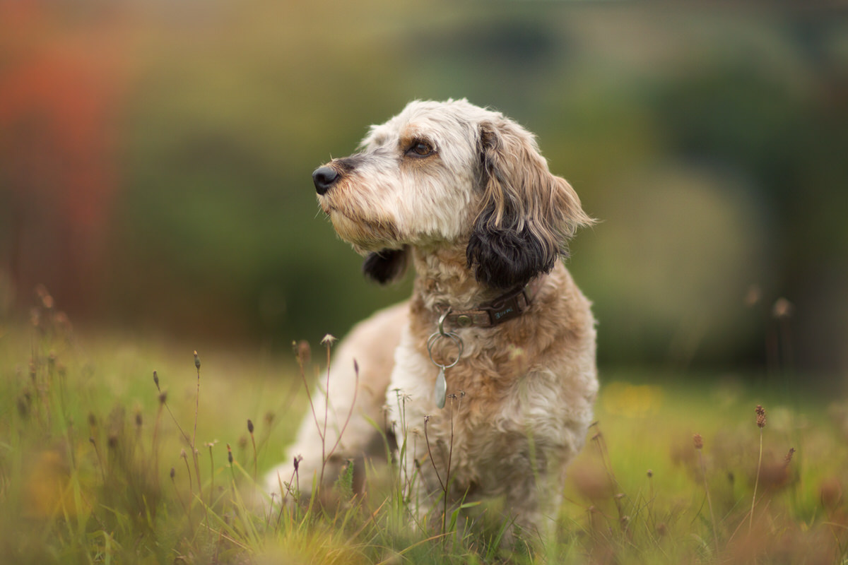 Portrait chien de chasse en automne