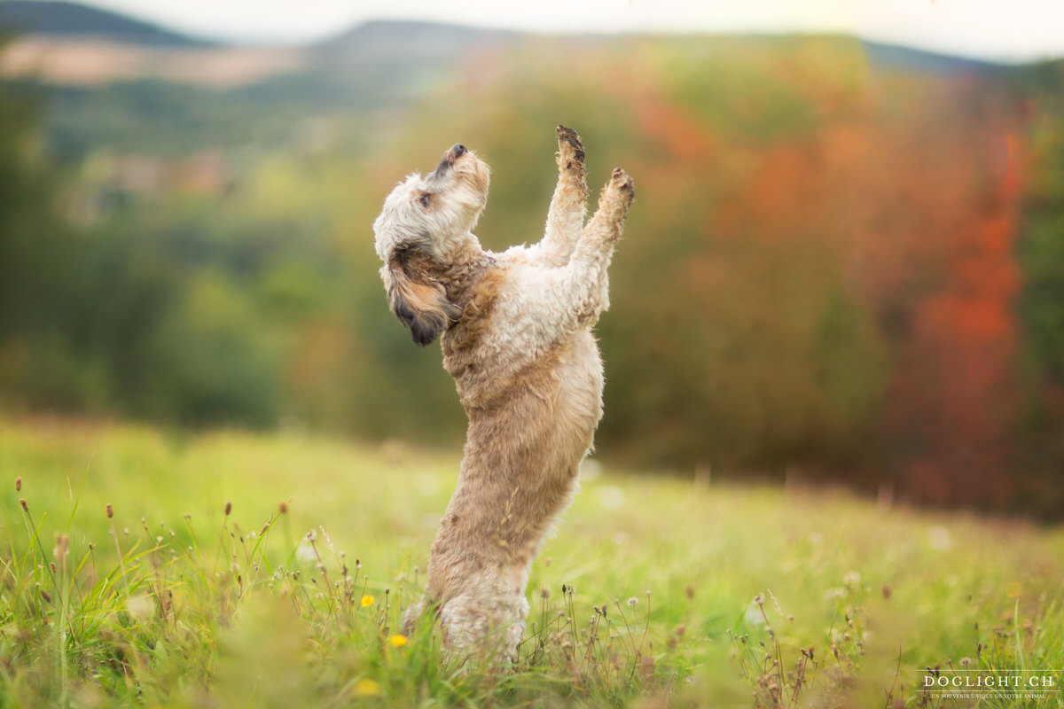 Photo chien basset qui fait le beau