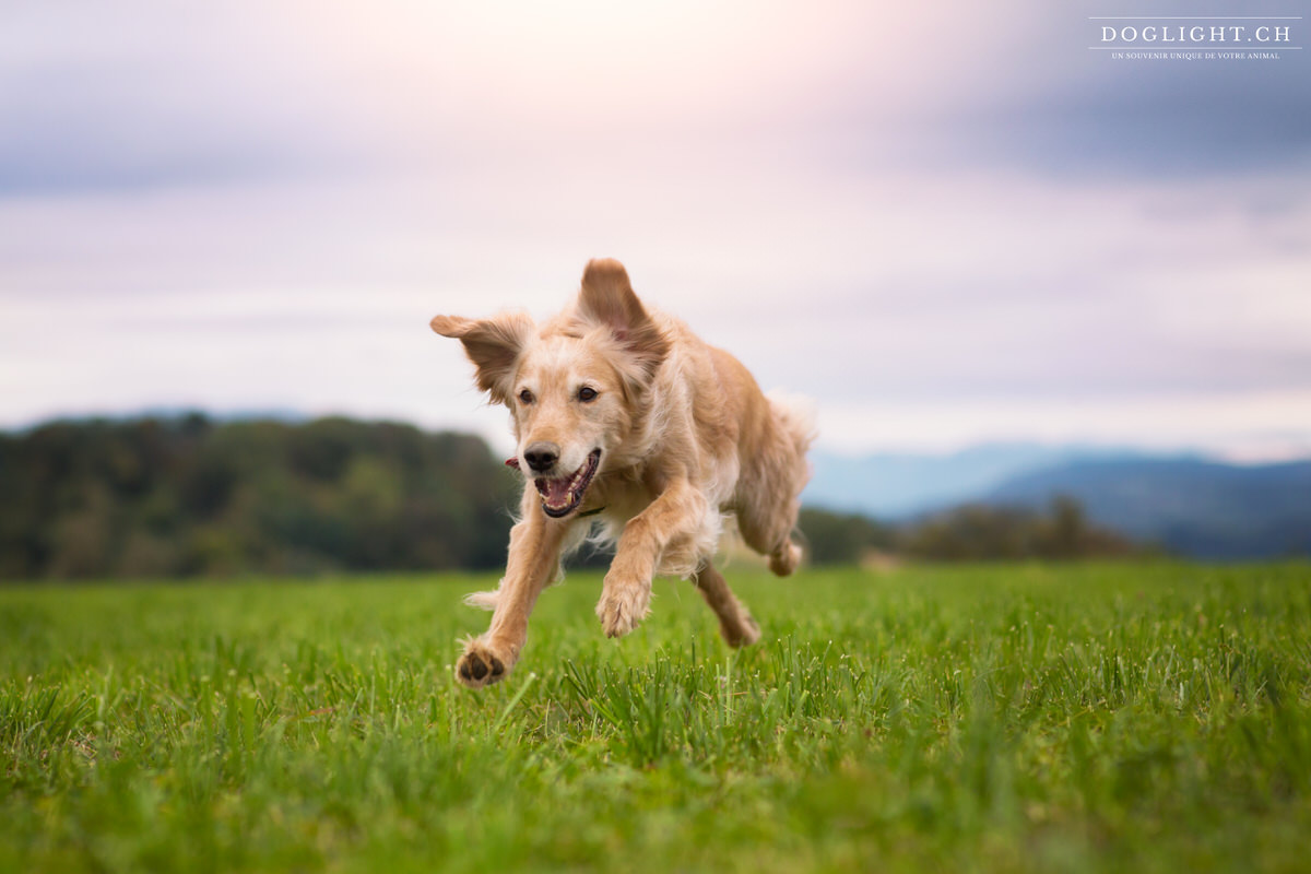 Golden retriever qui court