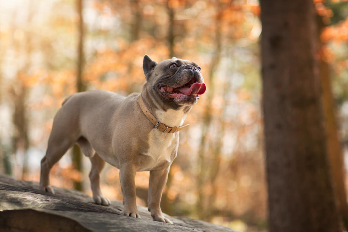 Bouledogue français dans les couleurs d'automne forêt Fribourg