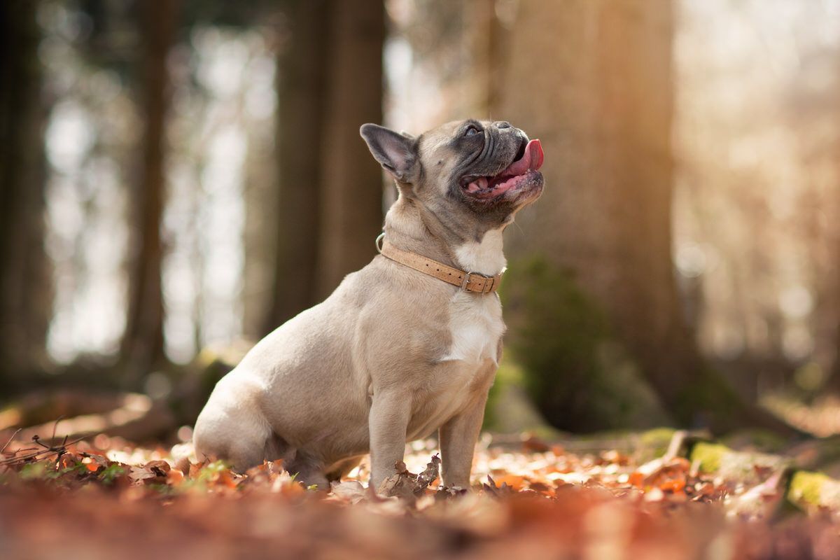 Bouledogue français en automne avec collier en liège