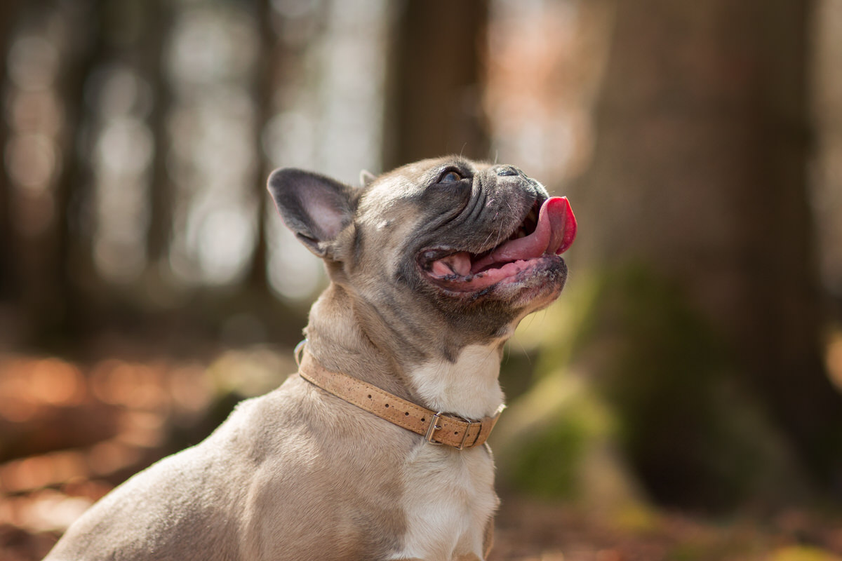 Portrait bouledogue français de profil