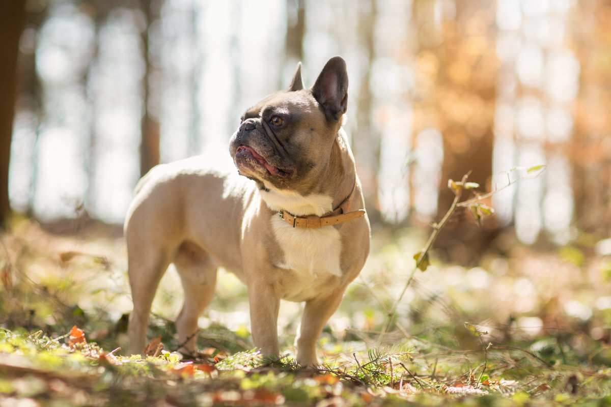 Bouledogue français beige en forêt