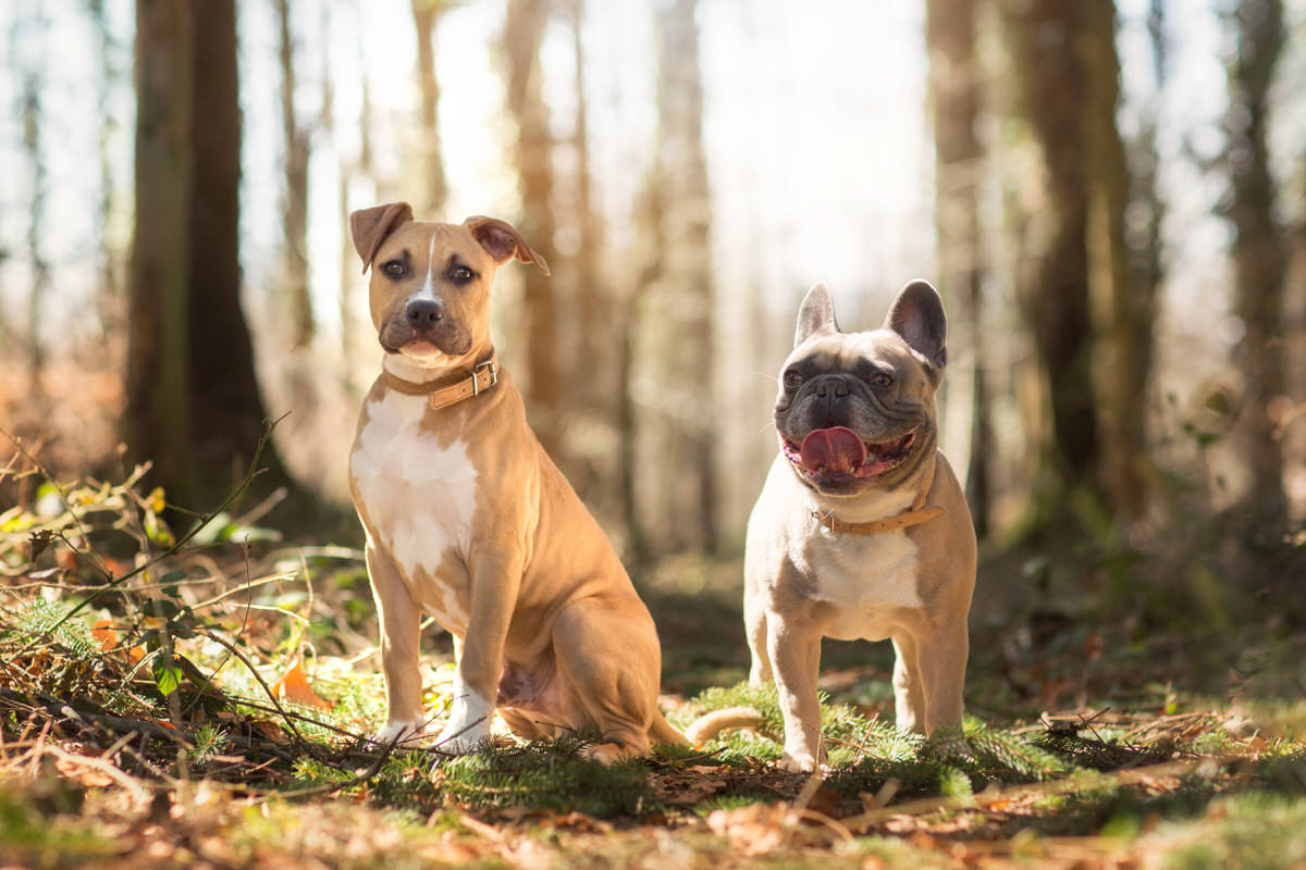 American Staff et bouledogue