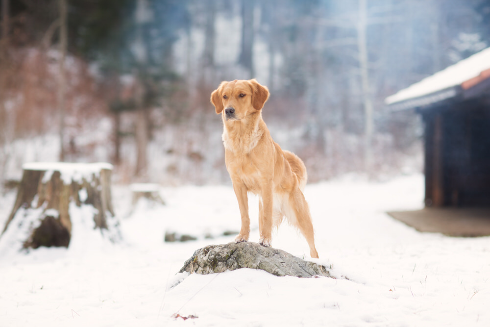 Golden retriever dans la neige