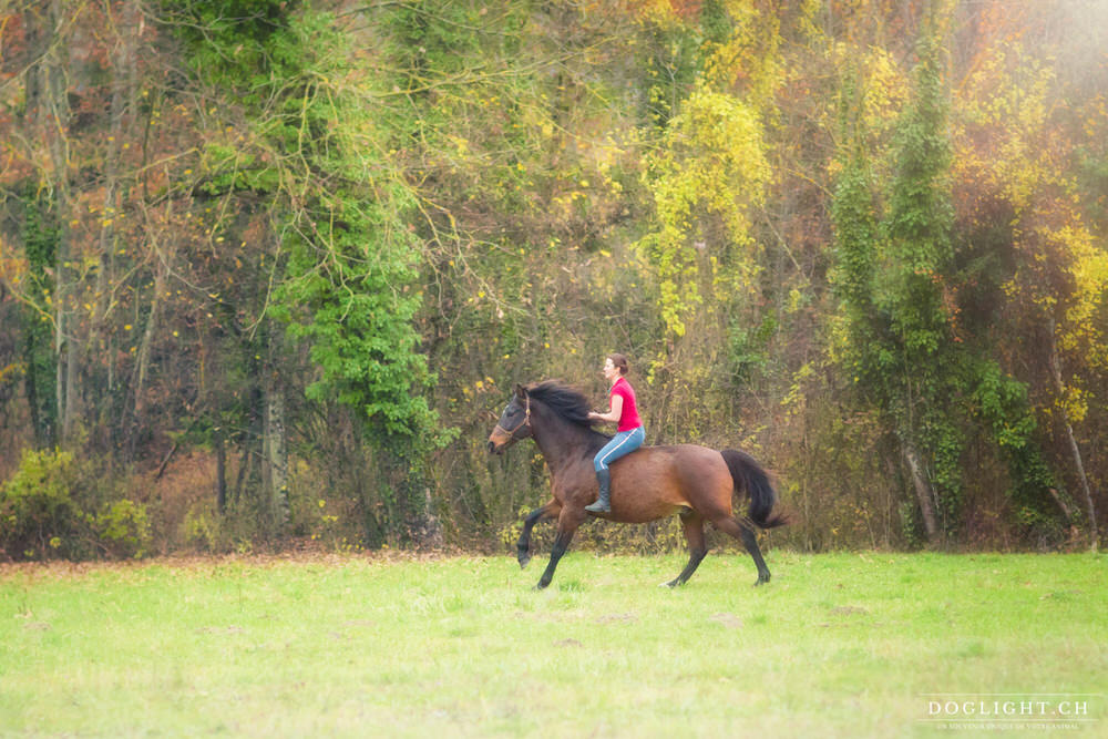 Galop en liberté en licol, en automne, haute-savoie