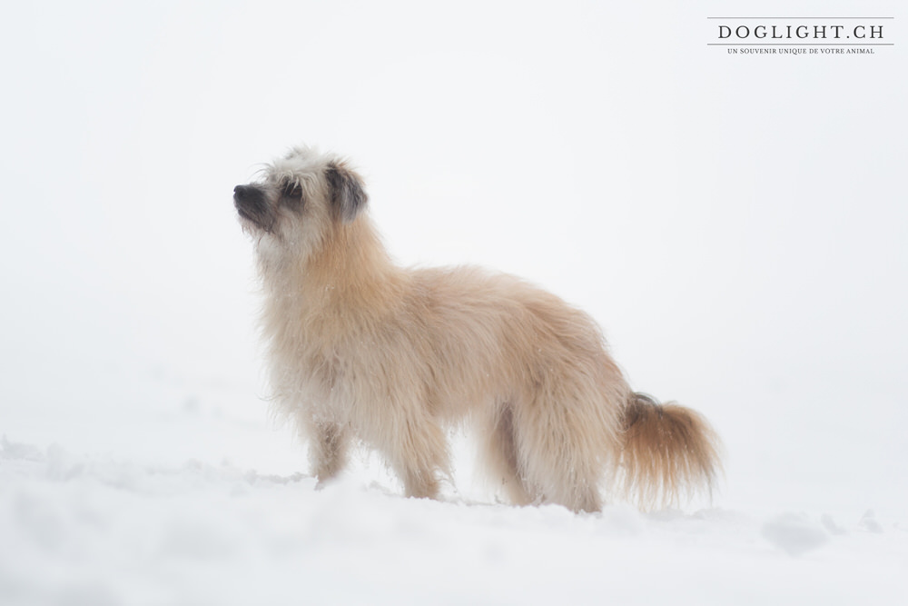 Profil chien dans la neige fond blanc