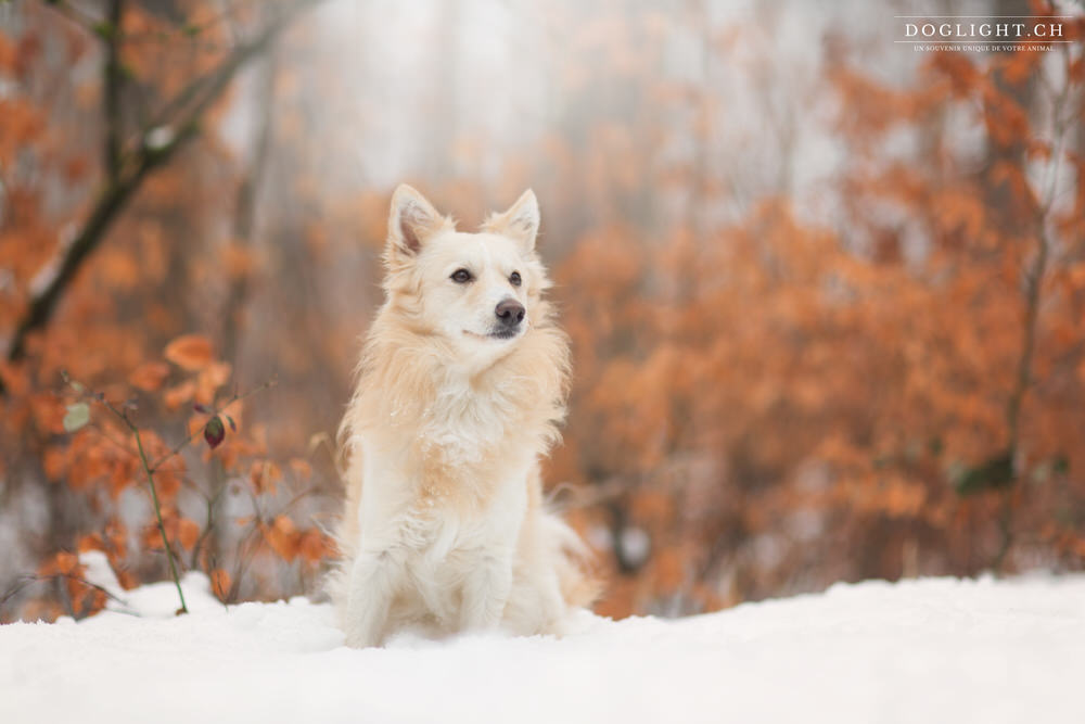 Chien Mudi beige dans la neige