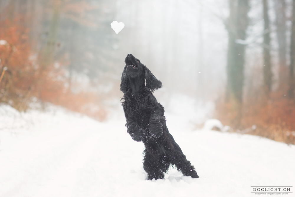 Chien cocker qui saute pour attraper une boule de neige