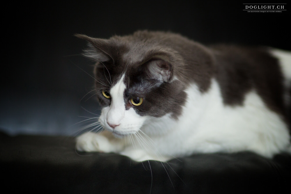 Photo Maine Coon studio