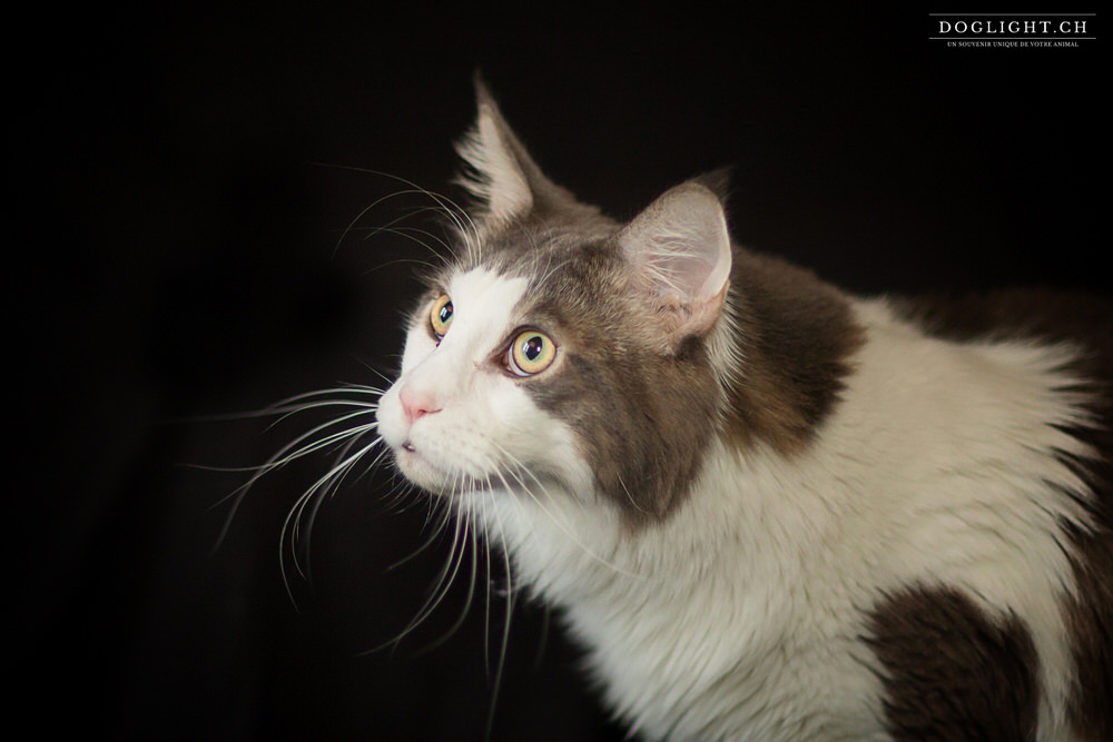 Photo Maine Coon gris sur fond noir photographe