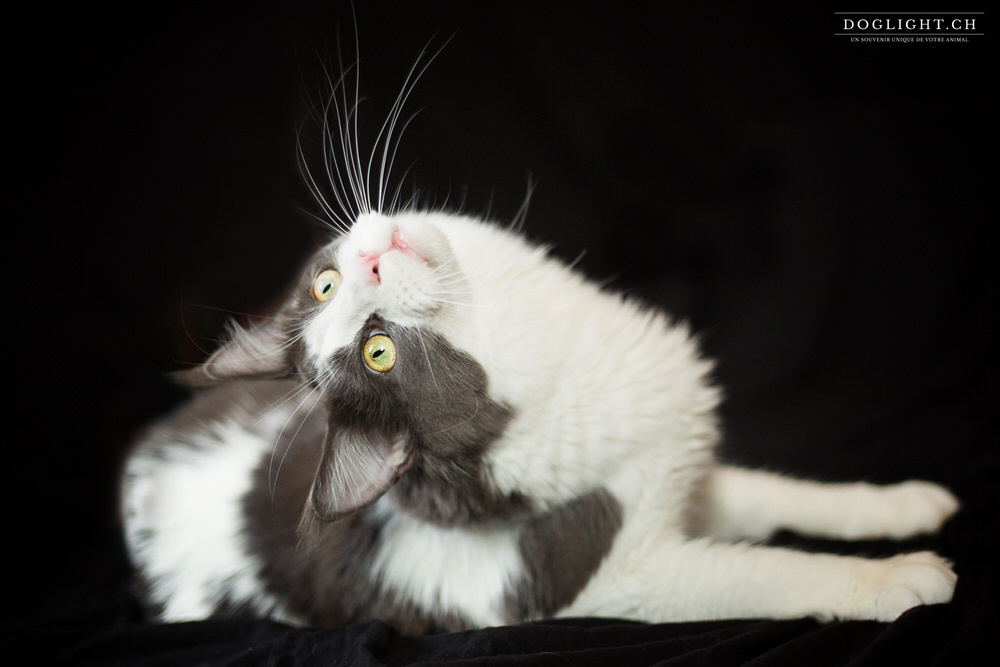 Photo Maine Coon tourne tête fond noir studio