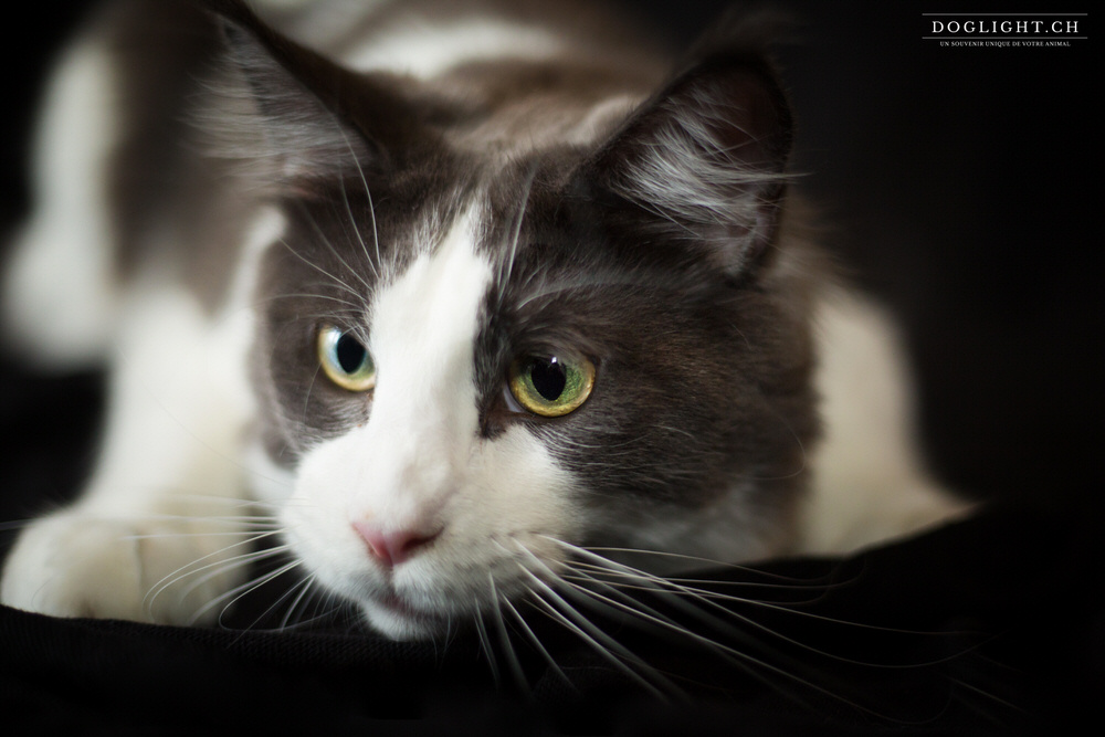 Portrait photo Maine Coon noir et blanc