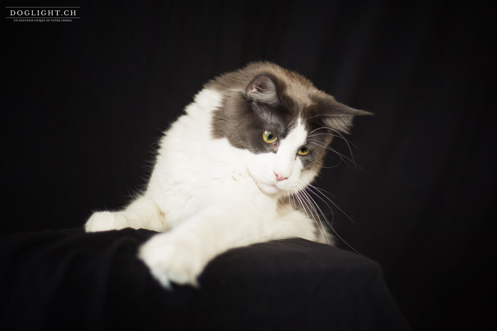 Photo studio Maine Coon Suisse