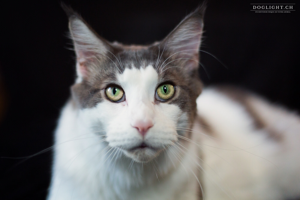 Portrait de face Maine Coon