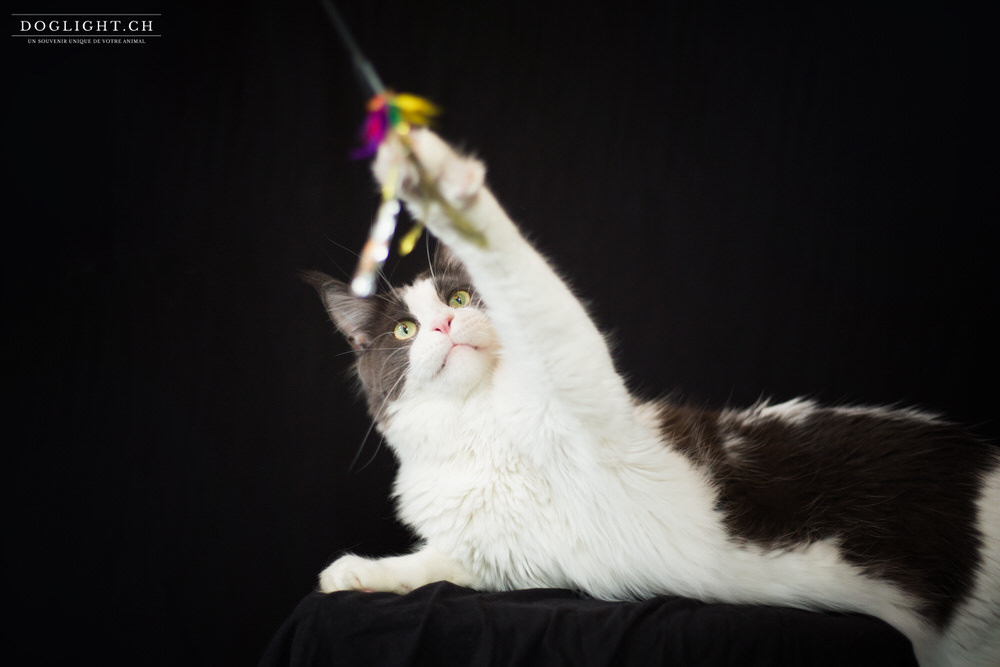Maine Coon qui joue photo studio