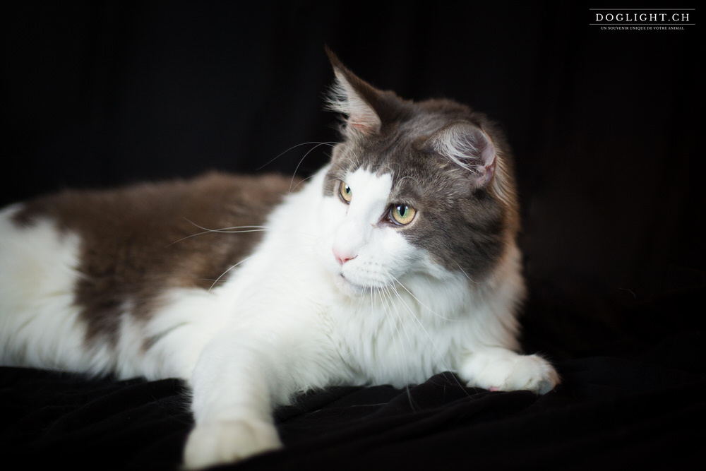 Photographe Maine Coon couché
