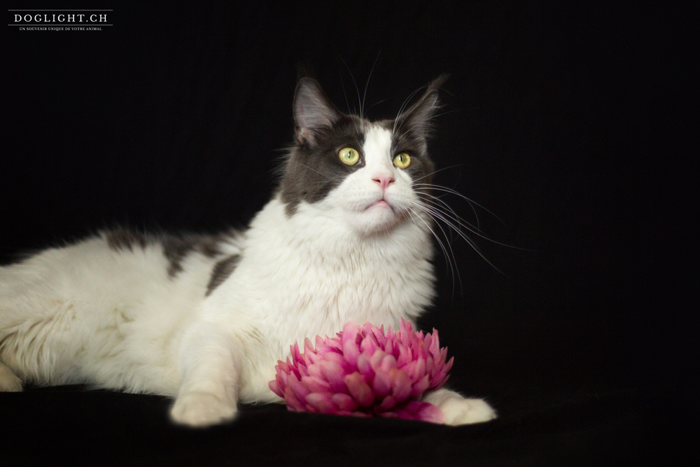 Photo studio Maine Coon - fond noir classe avec fleur