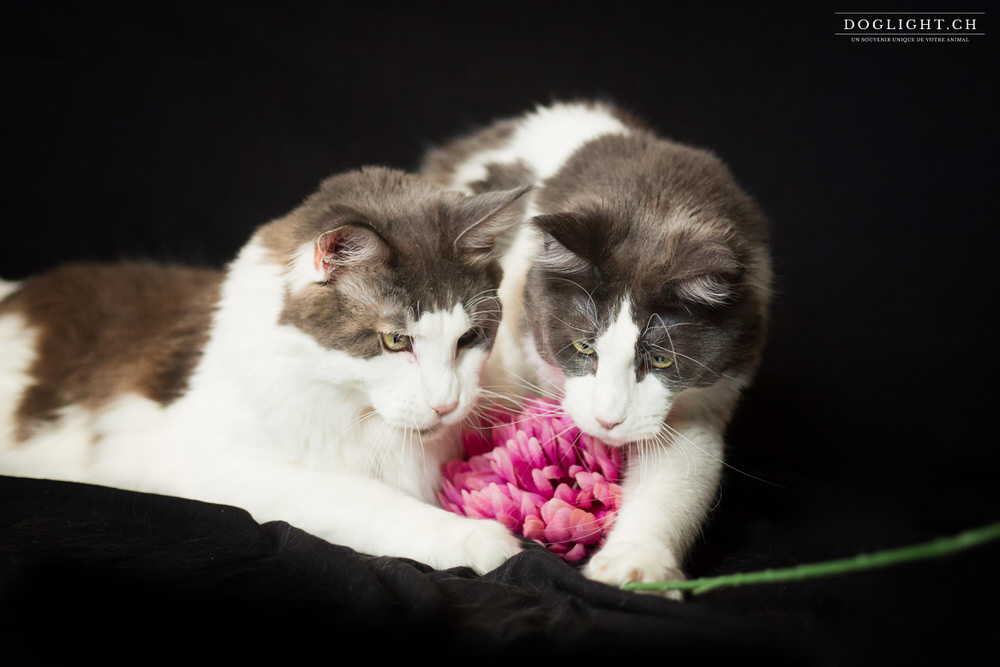 2 Maine Coons frères photo studio à domicile