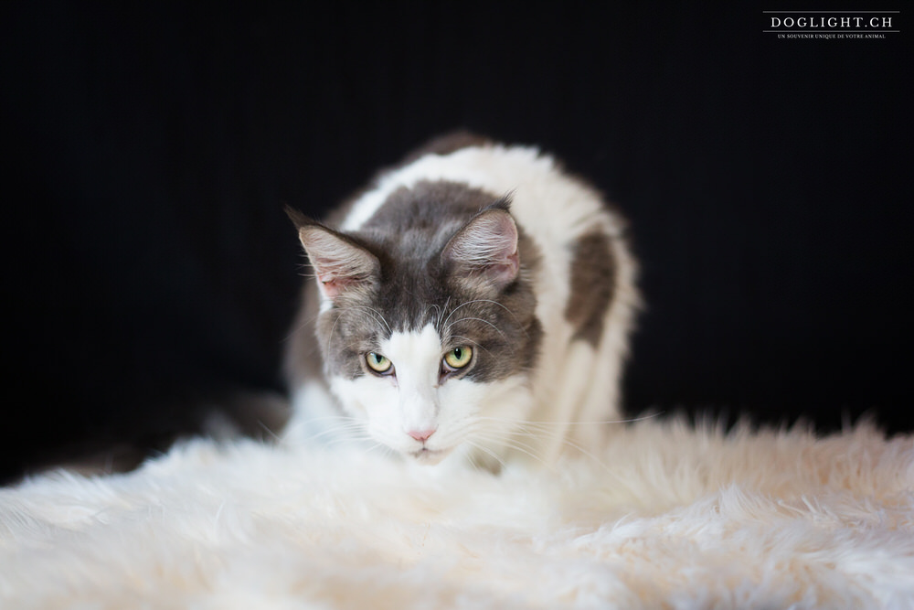 Regard de Maine Coon