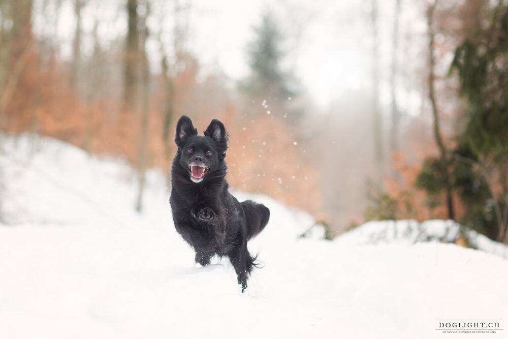 Chien qui court dans la neige