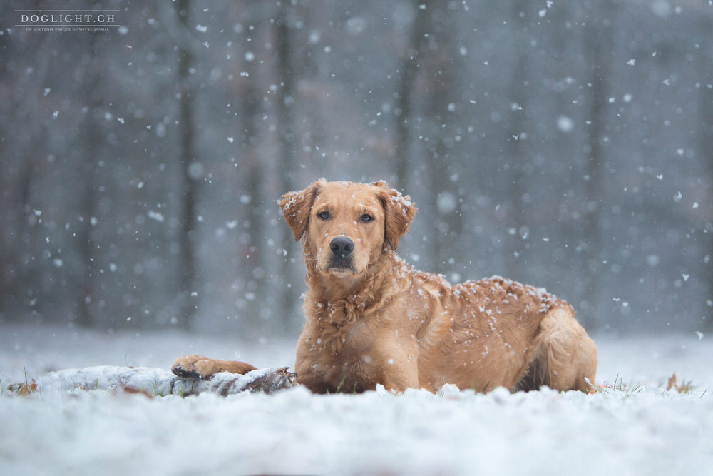 Chien sous les flocons de neige golden retriever