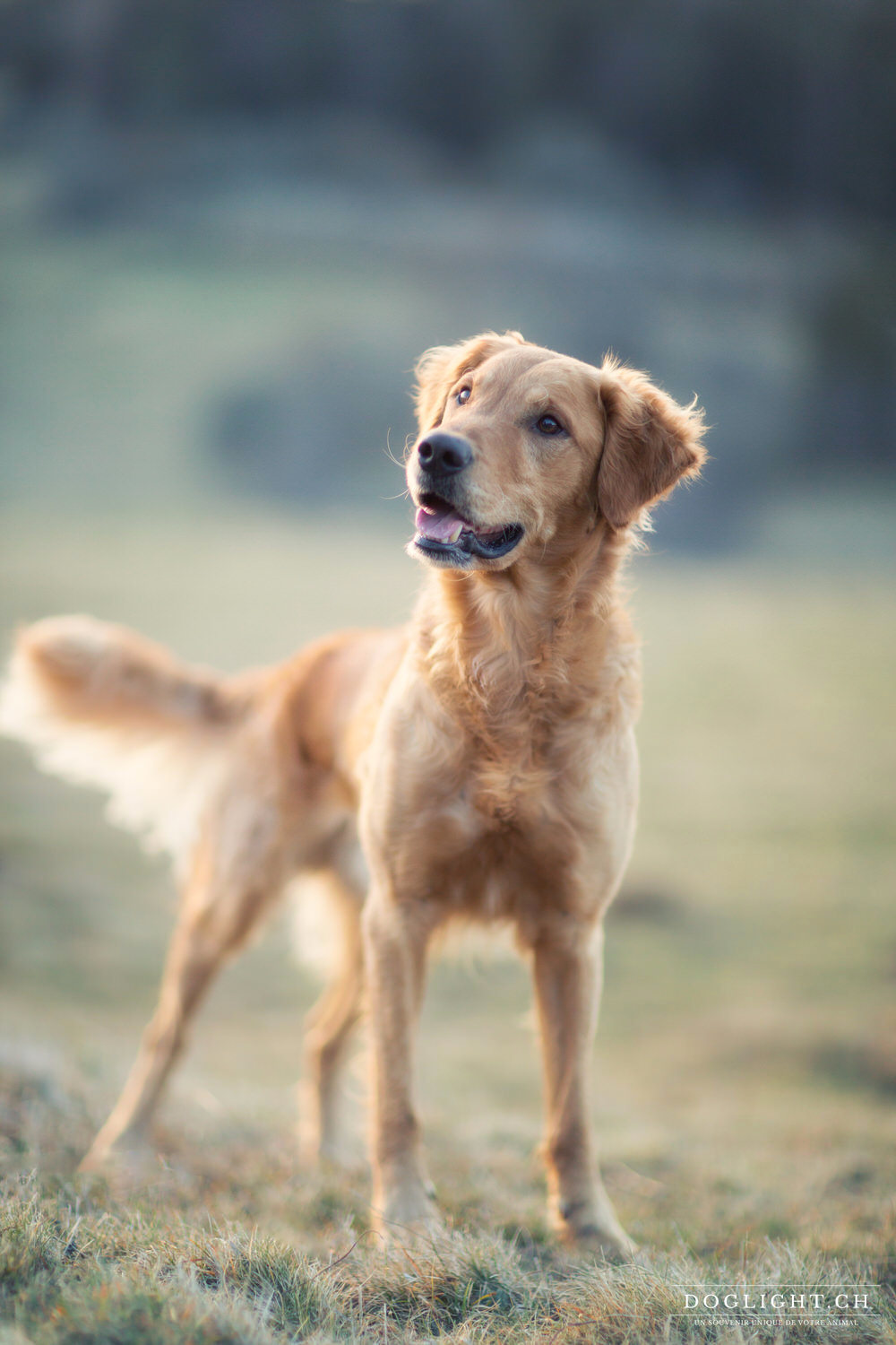 Portrait Golden Retriever