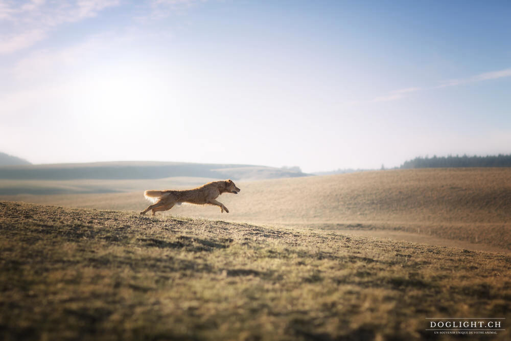 Golden retriever qui court