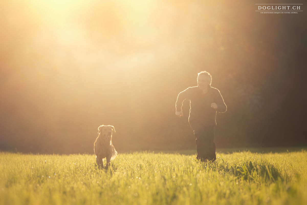 Courir avec son golden retriever