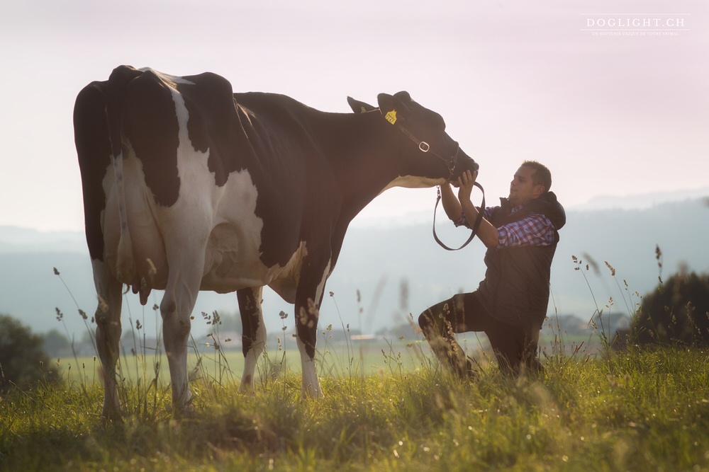 Vache dans un pré pendant un shooting photo