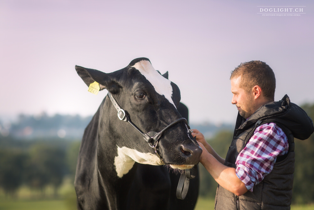 Complicité avec une vache