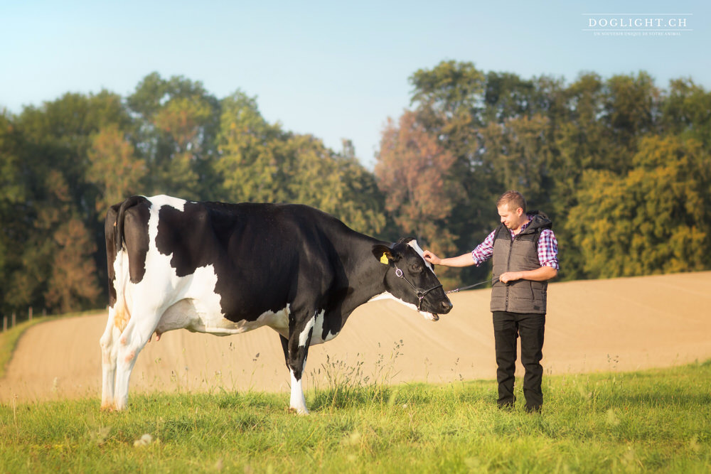 Photo lien vache et homme en Suisse