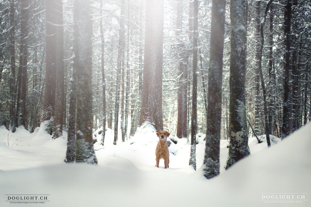 Golden retriever dans la neige