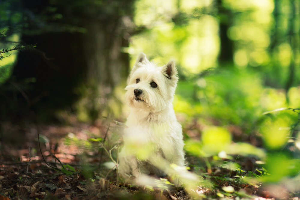 Photo westie en forêt