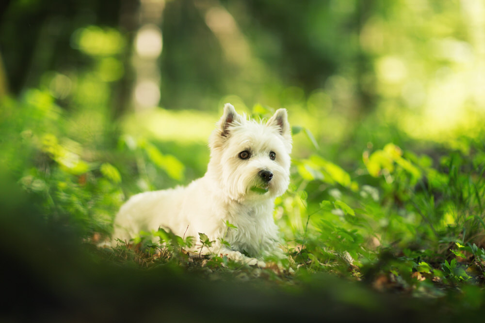 Westie dans l'herbe