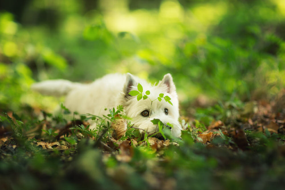 Portrait Westie tête au sol