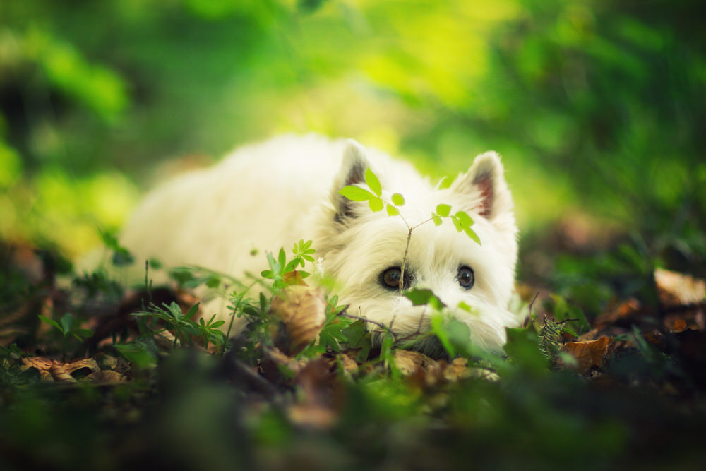 Photo portrait Westie