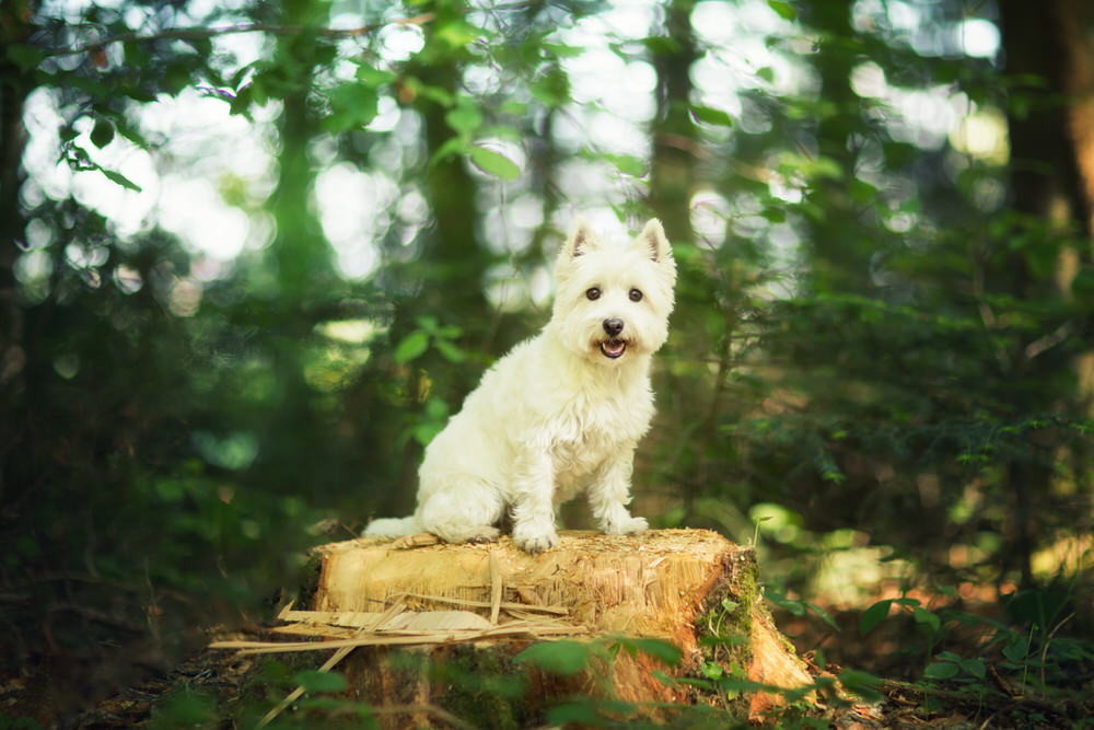 Photographe Westie façon studio dans la nature