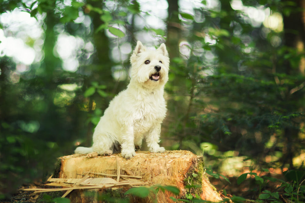 Westie sur une souche d'arbre avec un grand sourire