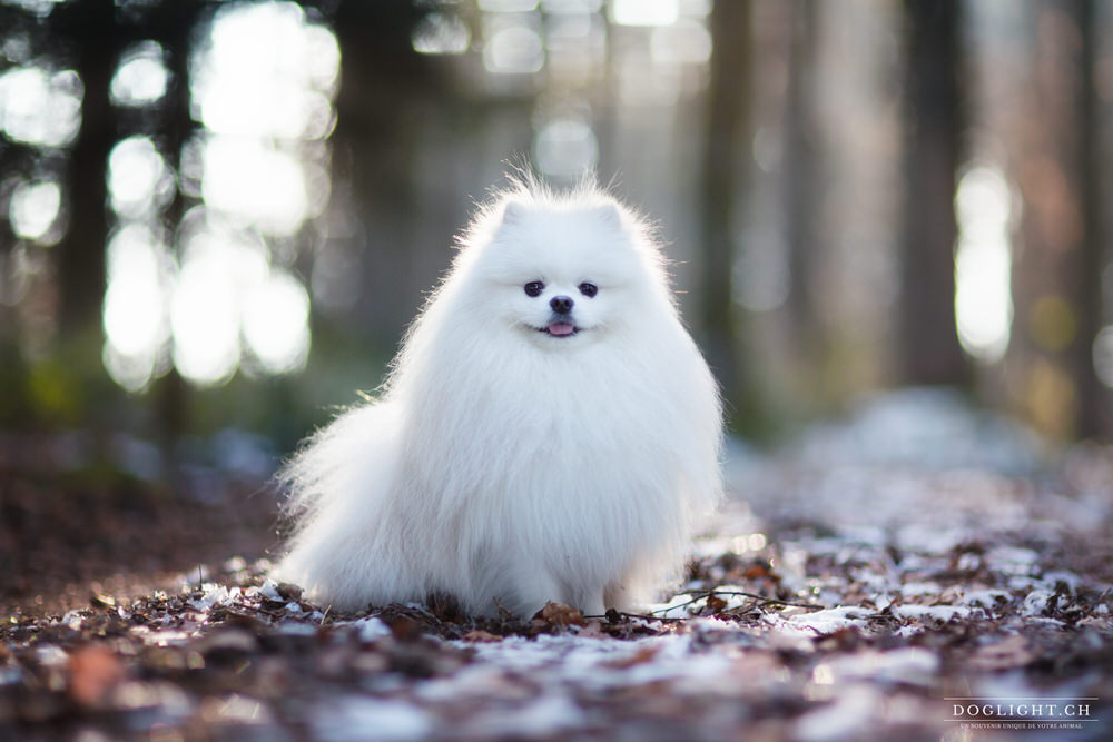 Photo Spitz nain adulte blanc