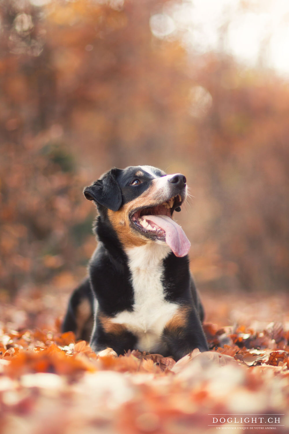 Bouvier Appenzellois portait dans les feuilles