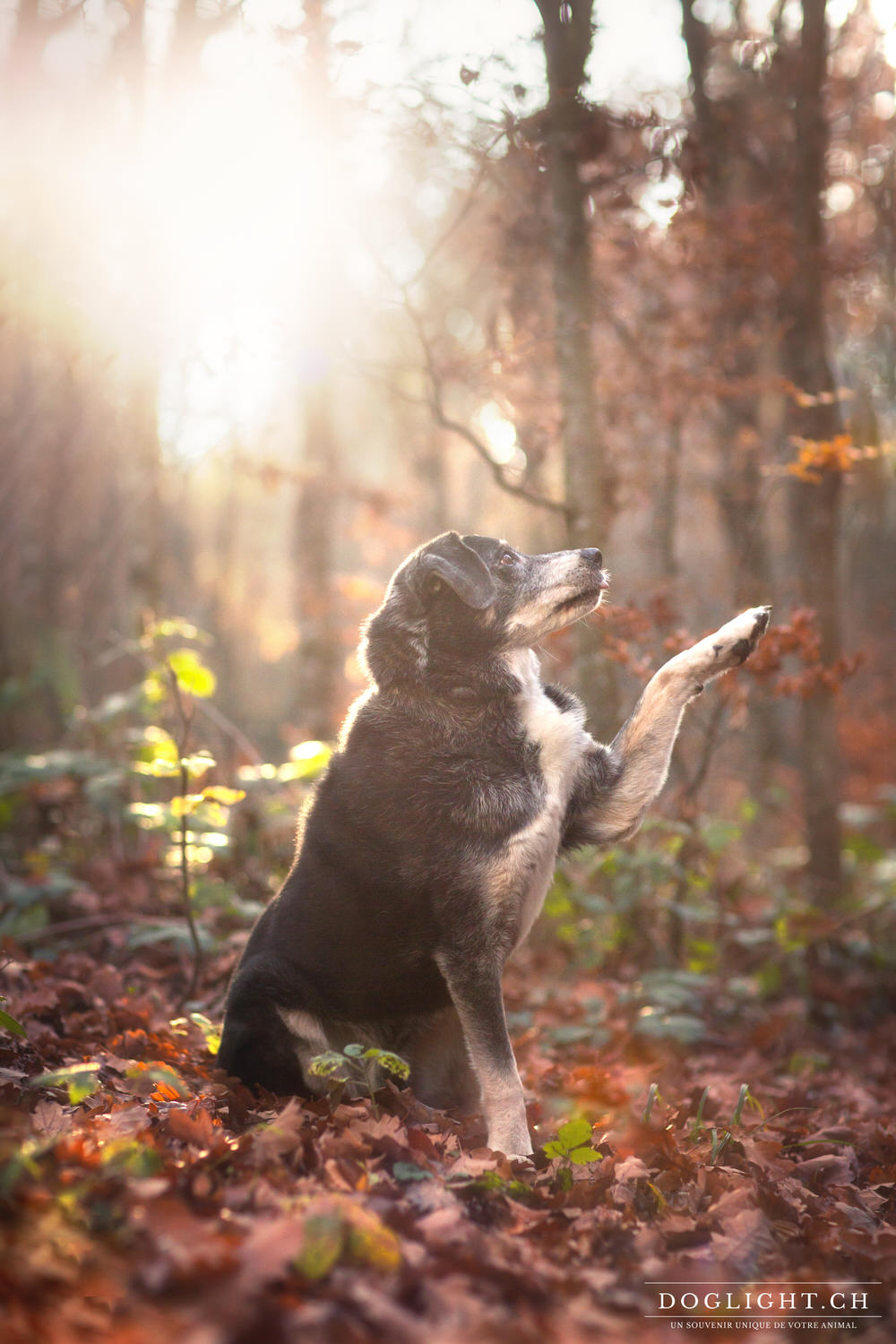 Bouvier Appenzellois donne la patte automne