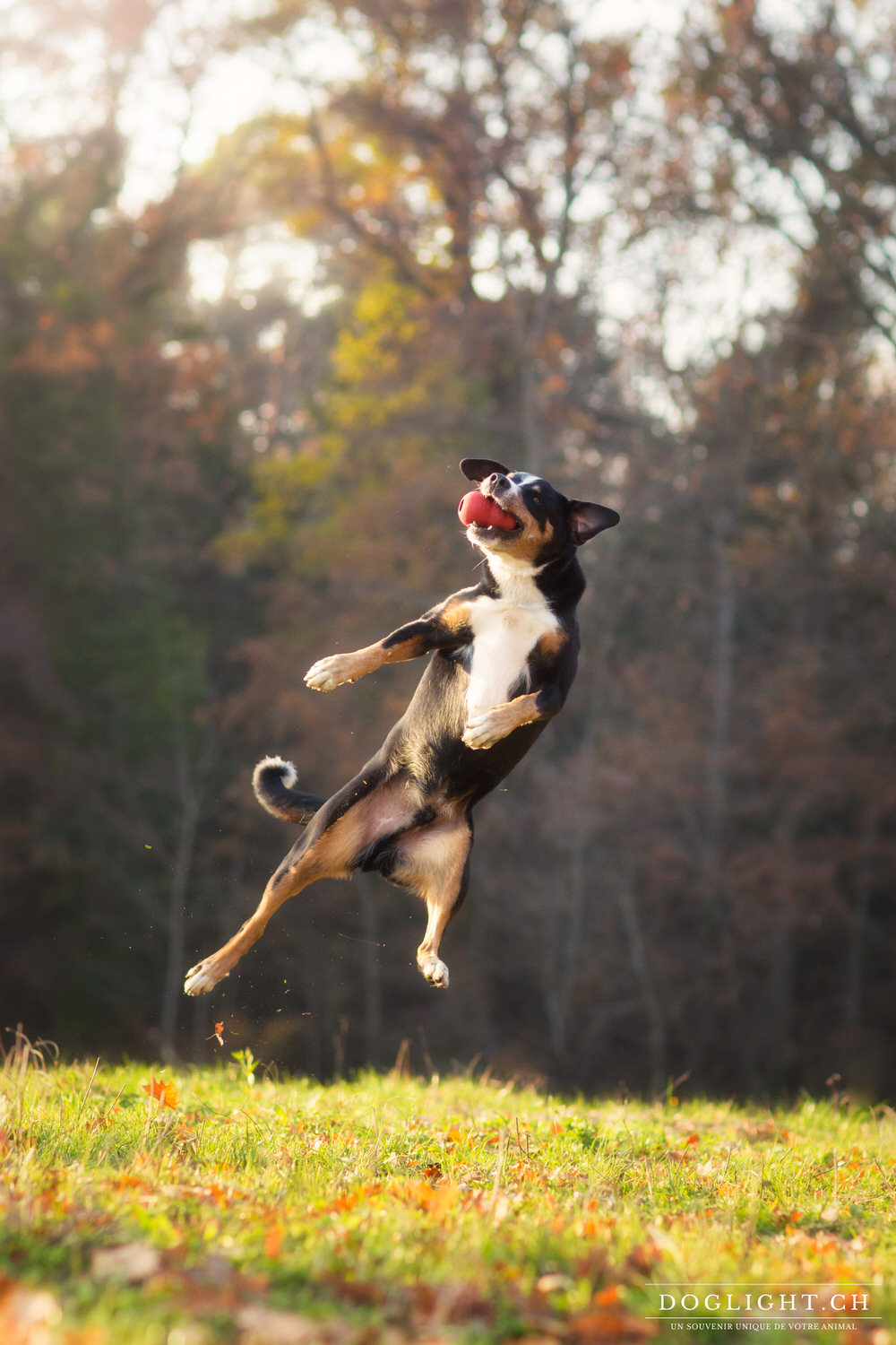 Saut de Bouvier appenzellois 