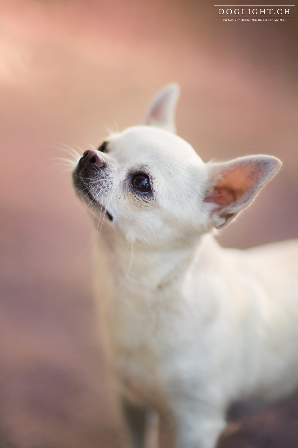 Photo photographe Chihuahua