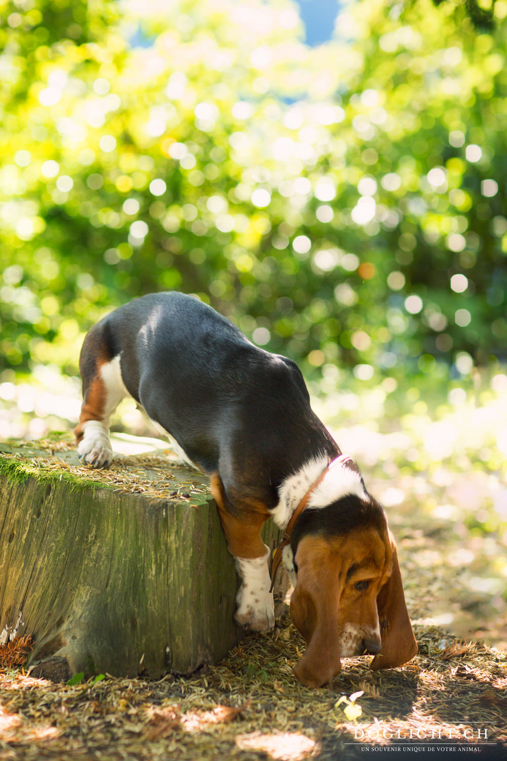 Basset en mouvement