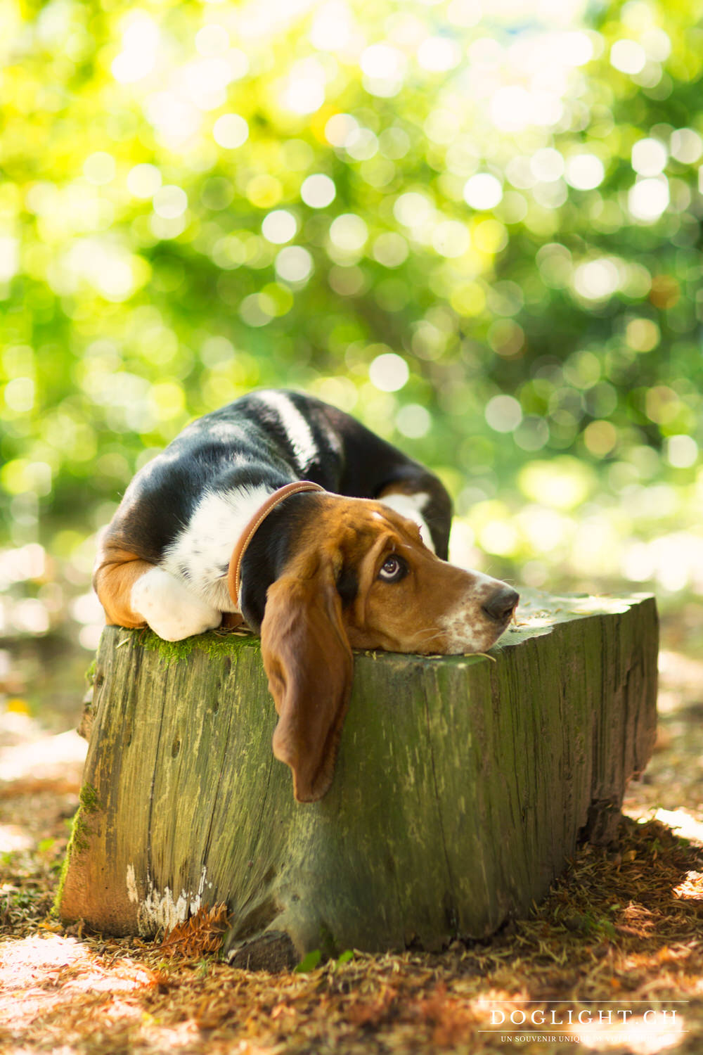 Basset oreille tombante sur arbre