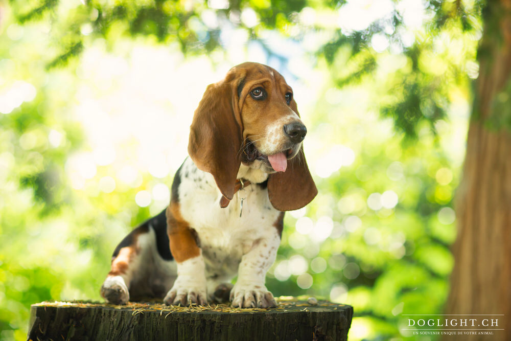 Photo portrait Basset Suisse à côté de Genève